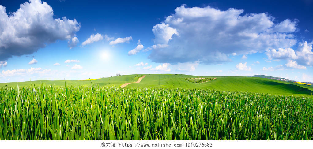 阳光下的草地与蓝天的风景图二十四节气24节气小满